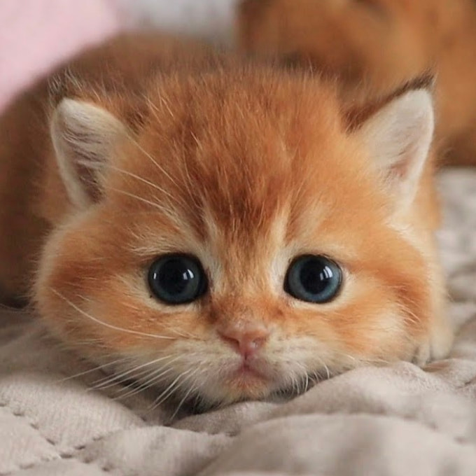 Cute Kitten Club official Fomo clan mark