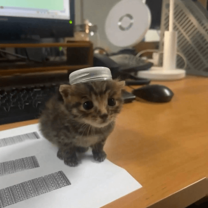 meow official Fomo clan mark